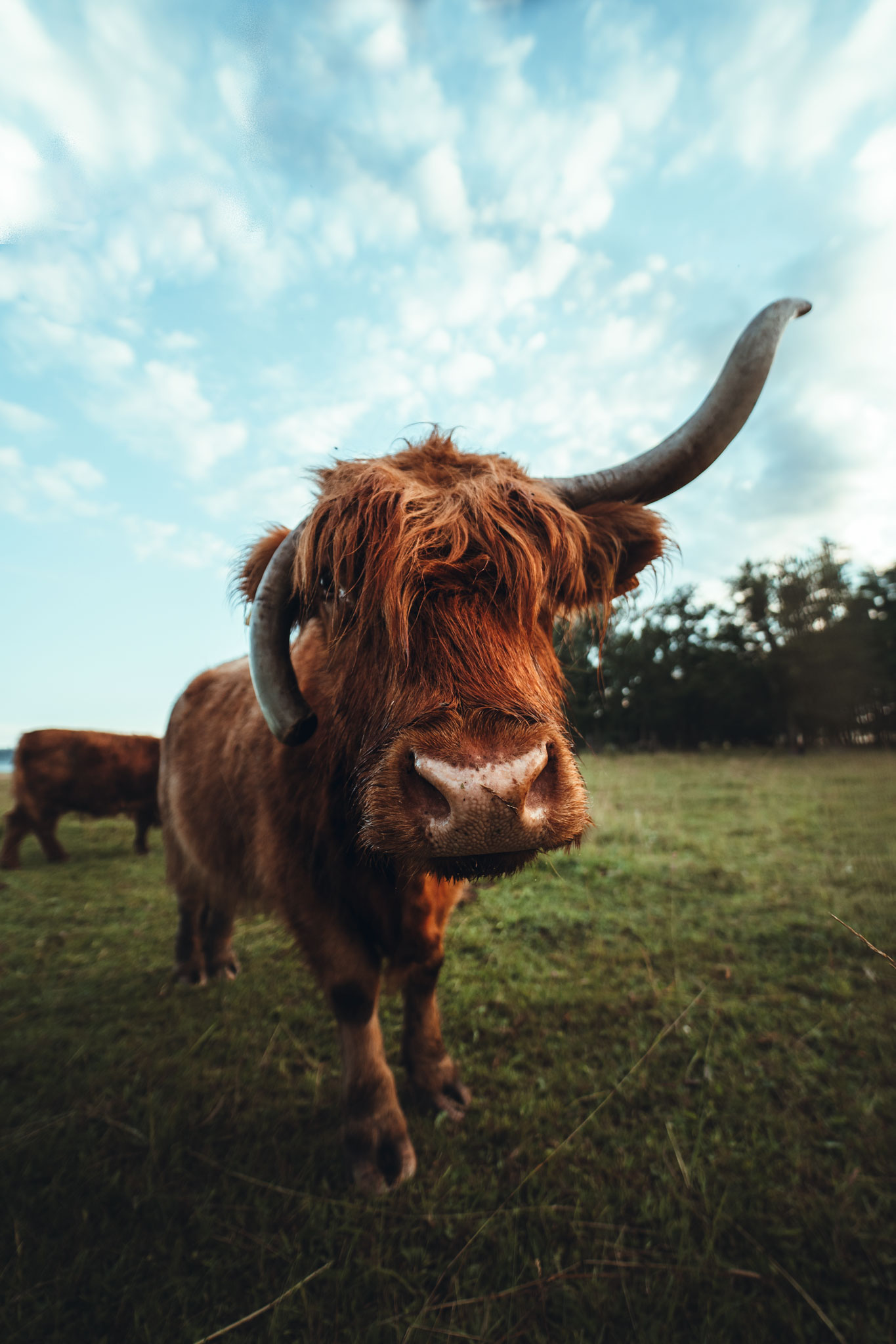 Highland cattle i soluppgång