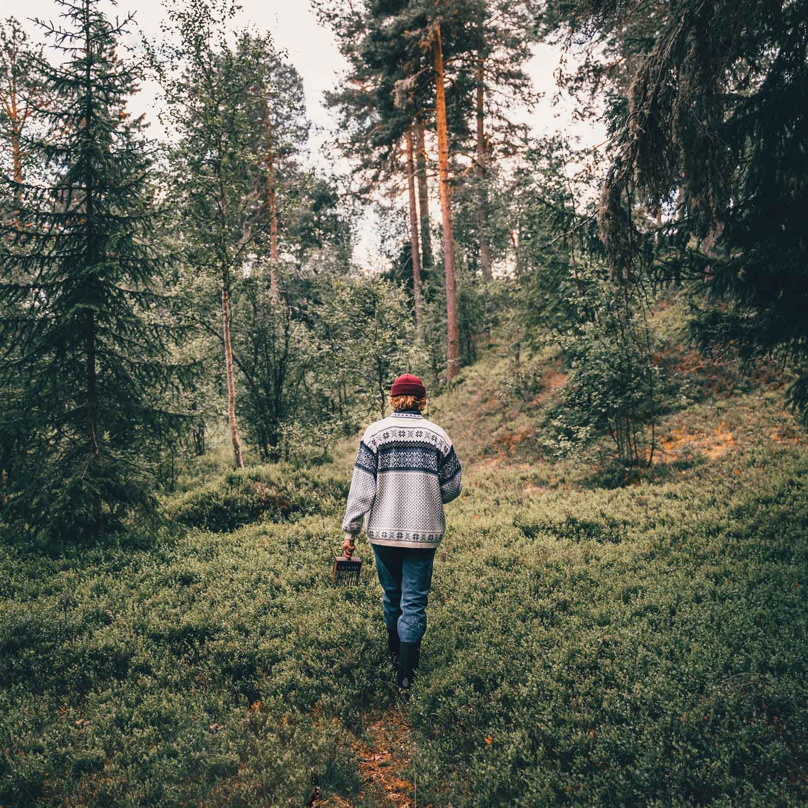 Person som plockar blåbär i skogen i Norge